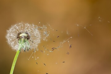 A dandelion flower with seeds flying on outdoor