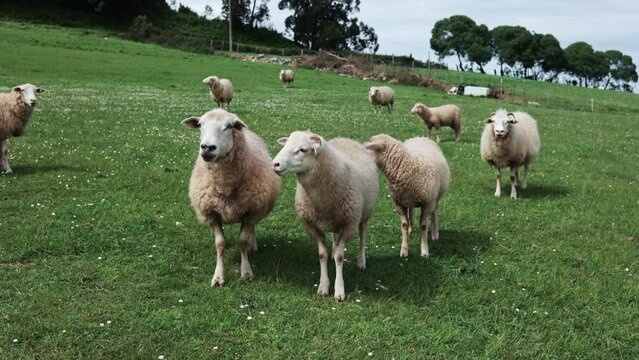 Flock of Sarda Sheep Grazing Green Grass at Farm Highlands. Concept of farming and agriculture. Flock of sheep graze on green meadows in the mountains of Spain