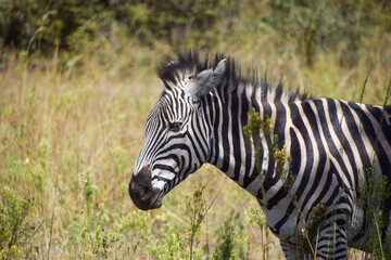 A zebra in a nature reserve in Zimbabwe. 