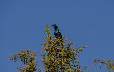 A lesser blue-eared glossy-starling (Latin: Lamprotornis chloropterus).