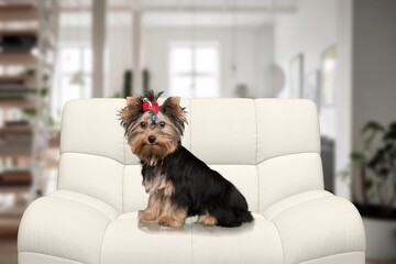 Cute small dog sit on sofa at home