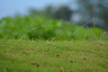 Selective Focus Photo Of The Grass Planes