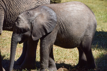 A rescued baby elephant in a wildlife sanctuary in Zimbabwe