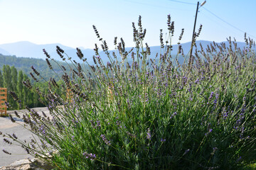 a lavender plant on the roadside with mountains in the background 