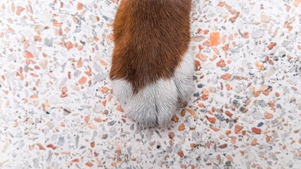 brown cat's feet white toes placed on a stone table It's the foot of a cute stray cat.