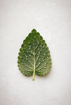 Fresh Melissa Leaf with Water Droplets on White Background