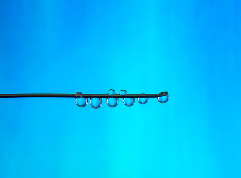 Water drops on a thin stem against a clear blue sky