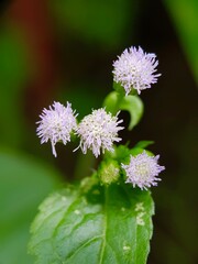 Close Up Of Tiny Wild Flowers