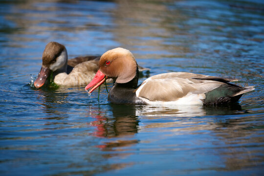 Red-crested Pochard ducks swimming in tranquil Spanish waters