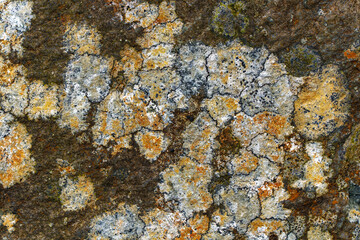 Scenic landscape at hiking trail with rock covered with lichen at Swiss mountain pass Grimsel on a cloudy late summer day. Photo taken September 19th, 2023, Grimsel, Mountain Pass, Switzerland.