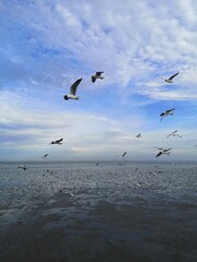 Seagulls