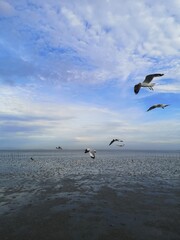 Seagull
