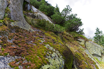 Scenic landscape at hiking trail with rock covered with lichen at Swiss mountain pass Grimsel on a cloudy late summer day. Photo taken September 19th, 2023, Grimsel, Mountain Pass, Switzerland.