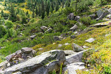 Alpine landscape in the Swiss Alps with plants and rocks at mountain pass Grimsel on a cloudy autumn day. Photo taken September 19th, 2023, Grimsel, Canton Bern, Switzerland.