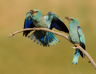 European rollers perched on a branch, displaying plumage