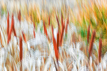 Abstract blurred grass and cat-tail plant in motion