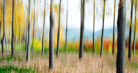 Impressionist-style blurred forest landscape