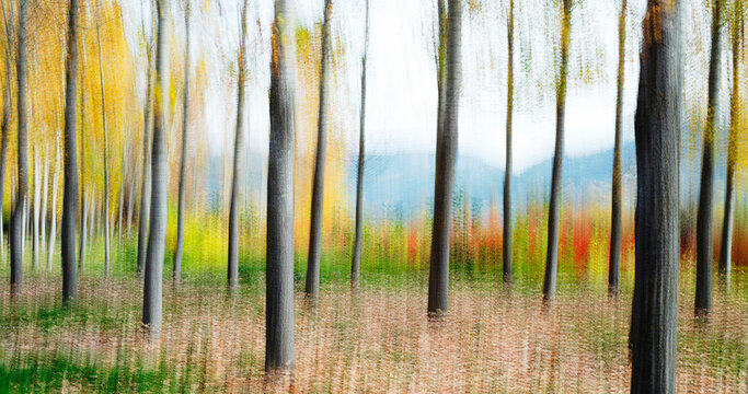 Impressionist-style blurred forest landscape