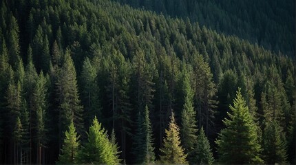 Scenic view of a green pine forest. Hills covered in evergreen trees. Beautiful taiga wood nature aerial photography wallpaper illustration.