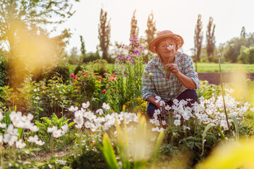 Senior gardener harvesting anemone flowers in spring garden. Retired woman smelling bloom on flower bed. Gardening