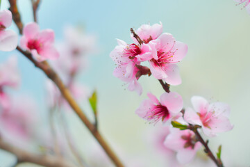 pink cherry blossom in spring some blur - background