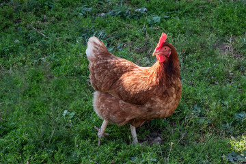 free range chicken. on the farm, white chicken in the grass. range chickens. Hens on a traditional organic free range poultry farm grazing on grass with space	