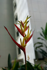 Heliconia psittacorum