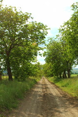 Obraz premium A dirt road with trees on either side of it