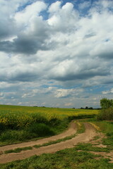 A field with plants and clouds