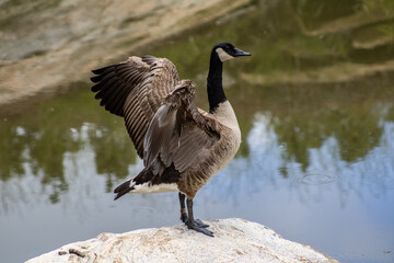 Canadian goose 