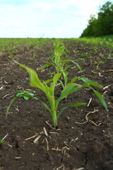 A plant in a dirt field