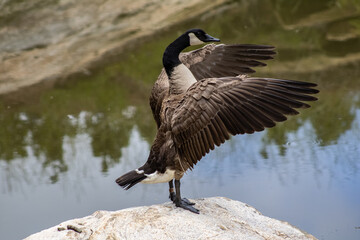 Canadian goose 