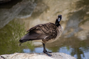 Canadian goose