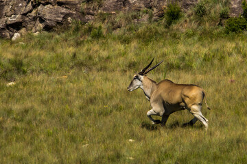 A large Eland bull running through the Afromontane grasslands of the Drakensberg mountains in South...