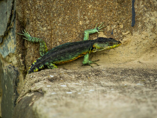 A colourful Drakensberg crag lizard on the steps of remote mountain hut in the Drakensberg Mountains of South Africa.