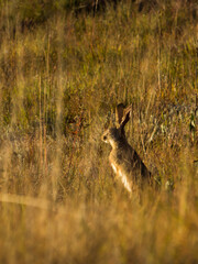 As scrub hare carefully surveying its surroundings in the golden light of the morning in the...