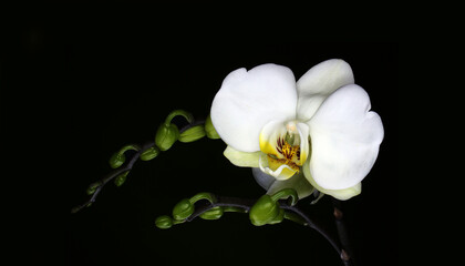 ramo orchidea © giovanni