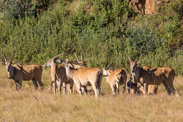 A Herd of Eland, Taurotragus oryx, peacefully in the Afromontane grasslands of the Drakensberg...