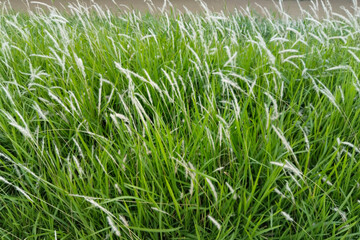 Widespread genus of tropical white grass swaying wind