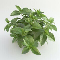 Green leaves of the Basil Ocimum basilicum plant against a white backdrop