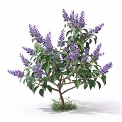Purple flowers blossoming on a tree set against a white backdrop