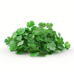 Fototapeta premium Fresh green coriander leaves stacked on a white background