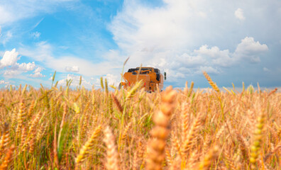 Combine harvester harvesting wheat field with amazing blue sky