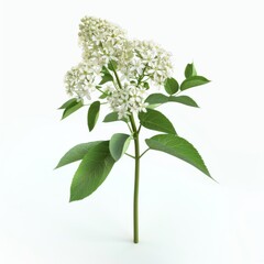 Naklejka premium A white flower with green leaves isolated on a white background