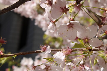Cherry Blossoms in Spring 