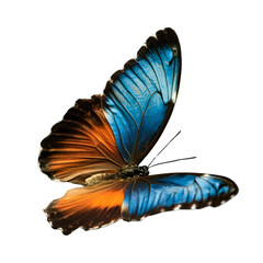 A blue and orange butterfly with open wings on a white background.