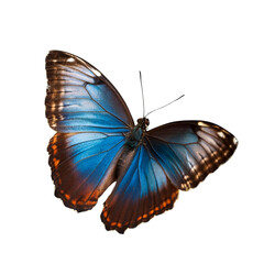 A blue and orange butterfly with open wings on a white background.
