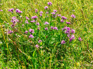 Fototapeta premium Collection of flake flowers in a meadow