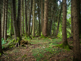 Fototapeta premium Landscape view in the coniferous forest