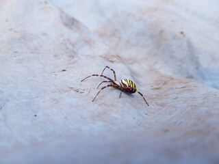 spider on the ground